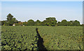 Footpath through arable land near Spinney Farm, High Laver in CM5 0DZ
