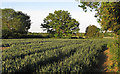 Footpath on arable field margin near High Laver Grange in CM5 0DU