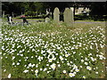Ox-eye daisies in St Michael & All Angels Churchyard, Wilmington in DA1 2SW