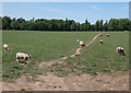 Sheep near Park Farm in DE73 8AA