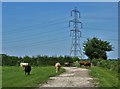 Cattle and a pylon north of Dunham-on-Trent in DN22 0FQ