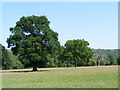 Oaktrees in fields North of Harting Combe in GU31 5DP