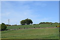 View over the fields towards the Friends' (Quakers') Burial Ground in AB15 8PD