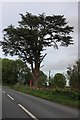 Conifer by Bath Road, Westonbirt in GL8 8QQ