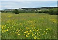 Flowery meadow, Romaldkirk in DL12 9EN