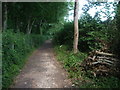 Folly Lane in the woods in BA4 4FA