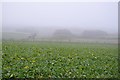A misty field of crops in DT3 4EL