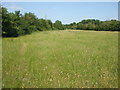 A long field next to Perridge Copse in BA4 4EN