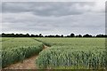 St. Cross South Elmham: Public footpath through a cornfield in IP20 0PA