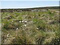 Cotton grass, Slate Delfs Hill in HX7 5TW