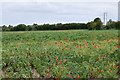 Withersdale Street: Broad bean crop in Mendham