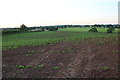 Crop field in Park Gate in B61 9DS