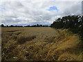 Barley field off Rands Drove in PE14 8JE