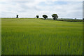A field of barley in Mackworth