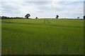 Tracks in the barley in Mackworth