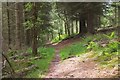 Path on Cardie Hill, Glentress Forest in EH45 8NA