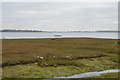 Marshes, Langstone Harbour in Bedhampton Ward