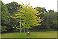 Plaque and tree in memory of a Lancaster crew in Stoke Rochford