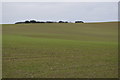 Large arable field in winter in DT3 4HZ