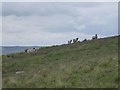 Sheep on hillside in NE48 1PE