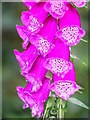 Foxglove in Savernake Forest in SN8 3BG