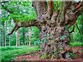 An old tree, Savernake Forest in SN8 3BG