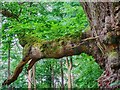 Detail, an old tree, Savernake Forest in SN8 3BG