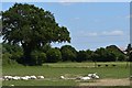 Free-range geese at Farley Hill in RG2 9PP
