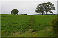 Footpath at Stone Common, Blaxhall in Blaxhall
