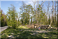 Ash dieback wood stack and other logs by East Dean Road in BN20 8TD