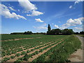 Potato field, Leverington in PE13 5EH