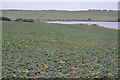 Crops near Langton Hive Point in DT3 4HZ