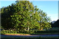Tree beside the A27 in SP5 2QZ