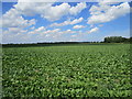 Sugar beet, Wingland in PE14 7JY