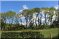 Trees at Glendrissaig in KA26 0LS