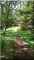 Wooded Path Leading to Raven Craig in EH48 4JX