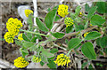 Black Medick (Medicago lupulina) in IV32 7QZ