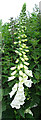 Foxglove (Digitalis purpurea) in IV32 7QZ