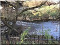 River Rother near Railway Bridge in S60 5RD