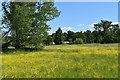 Buttercup meadow on the floodplain of the Blackwater in RG7 1PU