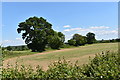 Trees on a field boundary near Lamb's Farm in RG7 1JG