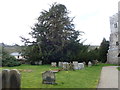 Veteran Yew at Selattyn churchyard in SY10 7NN
