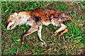 Remains of a fox in SG19 3BU
