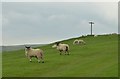 Sheep guard a waymark on the Pennine Way in NE48 2DT