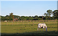 Horses in paddocks, near Kerialee Stud Farm, Stondon Massey in CM15 0HN