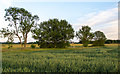 Trees on field boundary, St Peter's Way, Paslow Wood Common in CM4 0JU