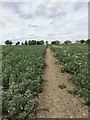 Broad beans on the footpath in Guilden Morden