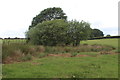 Wetland, edge of field, Church Farm in NP12 2BF