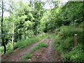 Woodland footpath in SY9 5LQ
