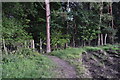 Deer fence following edge of woodland in SP5 2AS
